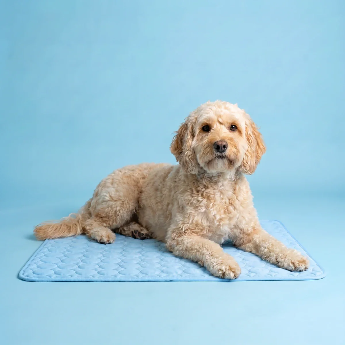 Dog lying on a blue cooling pad against a solid blue background