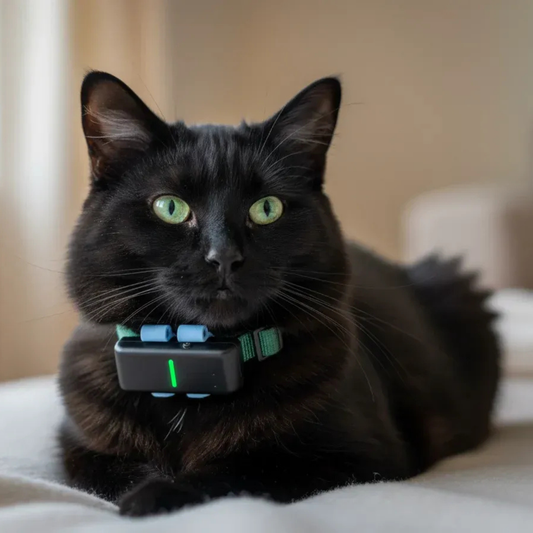 TailTag GPS Pet Tracker | Real-Time 4G with IP68 rating