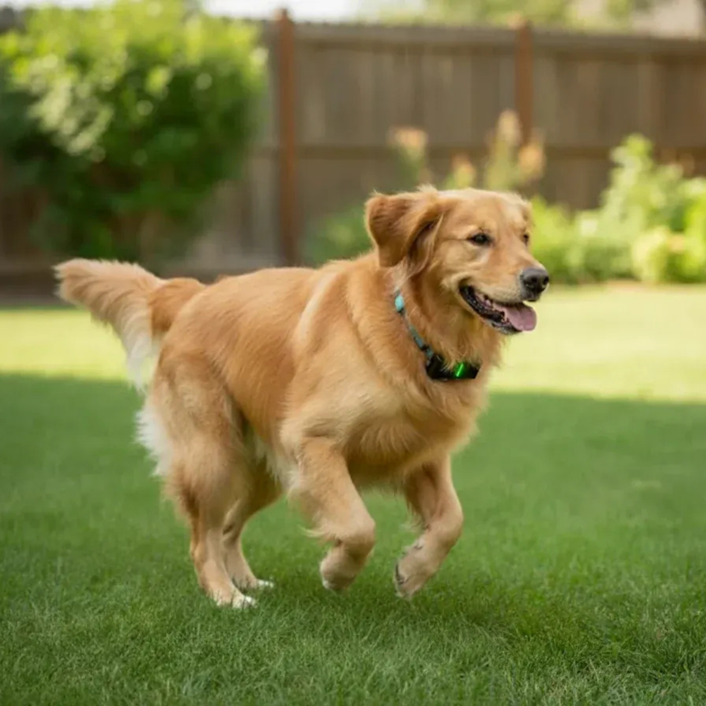 TailTag GPS Pet Tracker | Real-Time 4G with IP68 rating